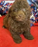 Tessa, a female Poodle - Toy  for sale in Gaffney, SC – 4 of 4