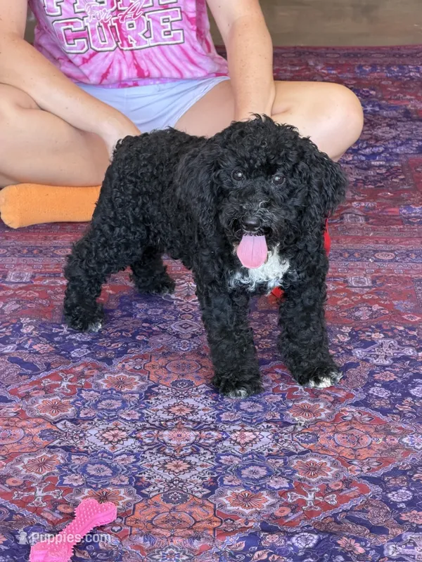 Jade – Miniature Labradoodle puppy for sale in Gaffney, SC