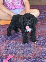 Jade, a female Miniature Labradoodle for sale in Gaffney, SC – 1 of 4