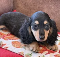 Justin, a male Miniature Dachshund for sale in Gaffney, SC – 5 of 7