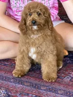 Teddy, a male Miniature Labradoodle for sale in Gaffney, SC – 3 of 4