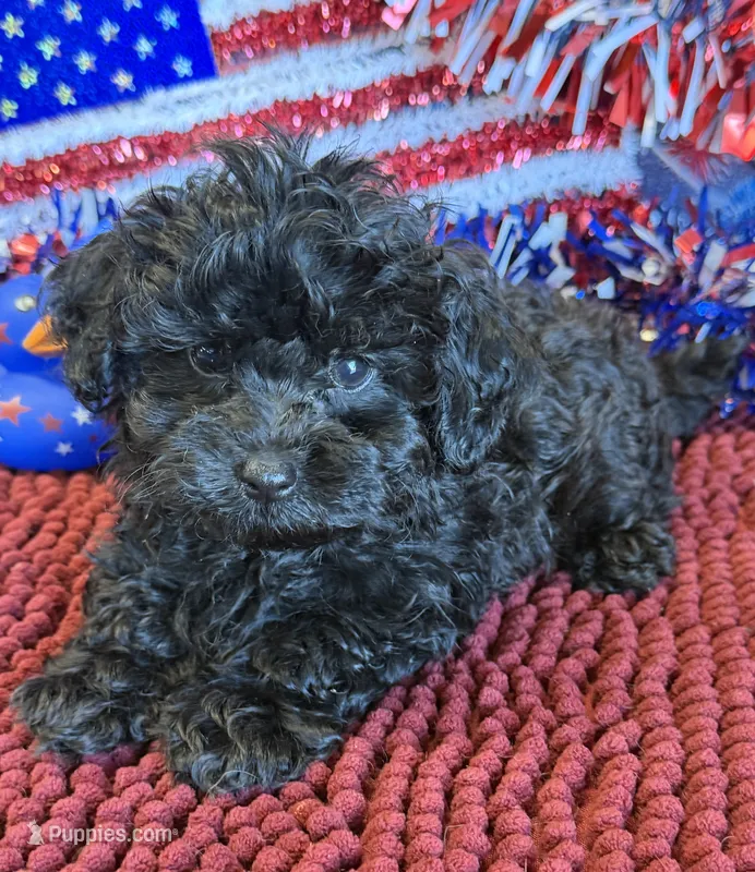 Armani – Maltipoo puppy for sale in Gaffney, SC