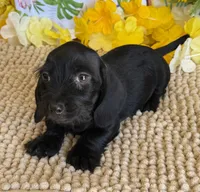 Solid Black Wire Boy, a male Miniature Dachshund for sale in Gaffney, SC – 4 of 6