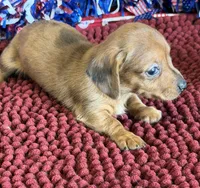Reba, a female Miniature Dachshund for sale in Gaffney, SC – 3 of 3