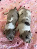 Shabam, a female Miniature Dachshund for sale in Gaffney, SC – 3 of 3