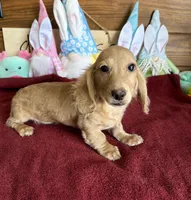 Tucker, a male Dachshund for sale in Gaffney, SC – Photo 1 of 3