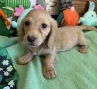 Tucker, a male Dachshund for sale in Gaffney, SC – Photo 3 of 3