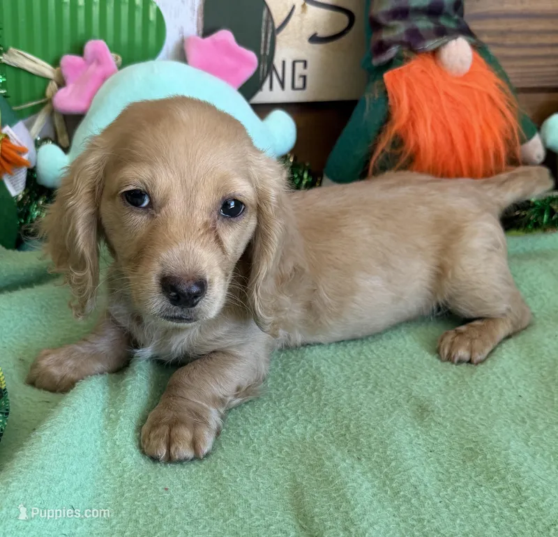 Tucker – Dachshund puppy for sale in Gaffney, SC