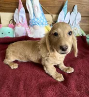 Tucker, a male Dachshund for sale in Gaffney, SC – Photo 3 of 3