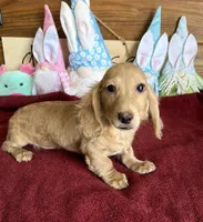 Tucker, a male Dachshund for sale in Gaffney, SC – Photo 2 of 3