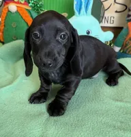 Axle, a male Miniature Dachshund for sale in Gaffney, SC – Photo 2 of 3