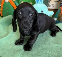 Axle, a male Miniature Dachshund for sale in Gaffney, SC – Photo 3 of 3