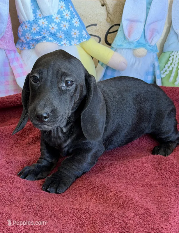 Axle – Miniature Dachshund puppy for sale in Gaffney, SC