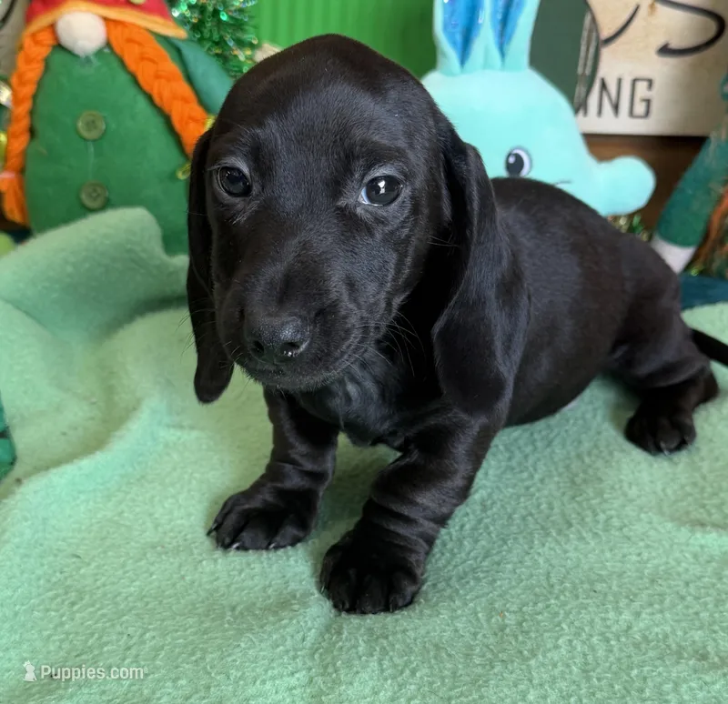 Axle – Miniature Dachshund puppy for sale in Gaffney, SC