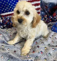 Trixie, a female Cockapoo for sale in Gaffney, SC – 2 of 4