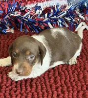 John, a male Dachshund for sale in Gaffney, SC – 2 of 3