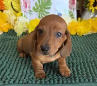 Reba 1, a female Miniature Dachshund for sale in Gaffney, SC – 7 of 8