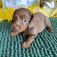 Romeo, a male Miniature Dachshund for sale in Gaffney, SC – 3 of 3