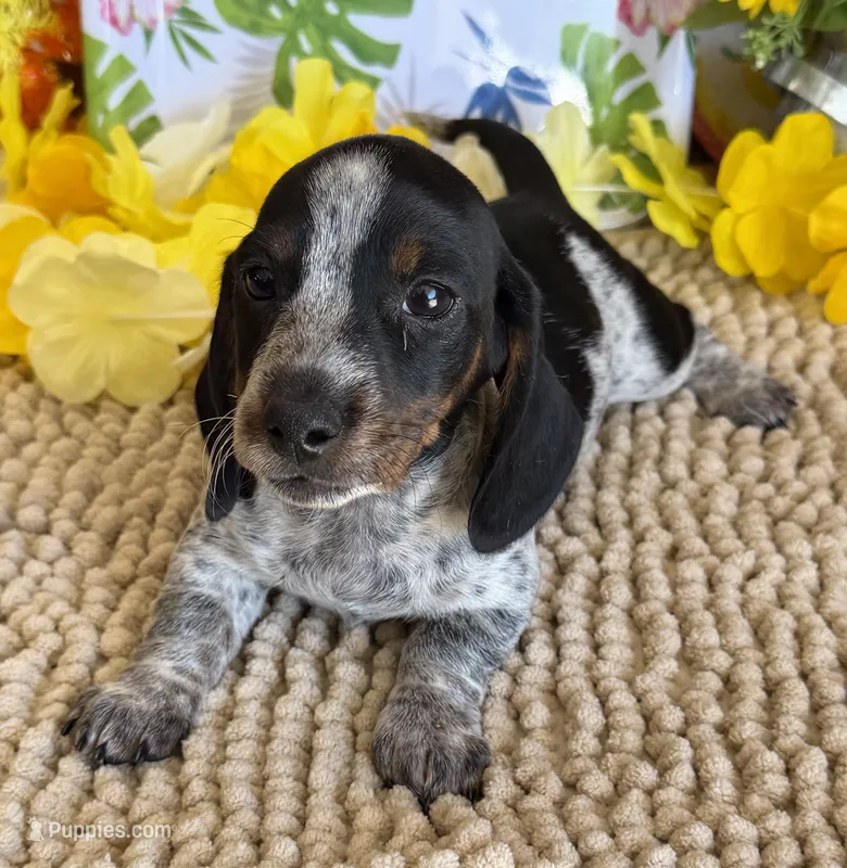 Rascal – Miniature Dachshund puppy for sale in Gaffney, SC