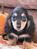 Justin, a male Miniature Dachshund for sale in Gaffney, SC – 2 of 7