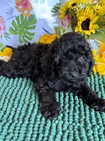 Scout, a male Cockapoo for sale in Gaffney, SC – 3 of 3