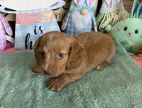Bentley, a male Miniature Dachshund for sale in Gaffney, SC – Photo 3 of 4
