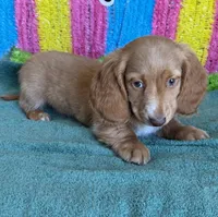 Bentley, a male Miniature Dachshund for sale in Gaffney, SC – 3 of 3