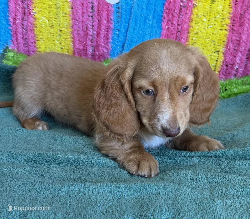 Bentley – Miniature Dachshund puppy for sale in Gaffney, SC