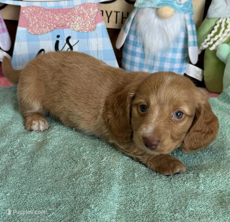 Bentley – Miniature Dachshund puppy for sale in Gaffney, SC