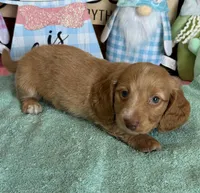 Bentley, a male Miniature Dachshund for sale in Gaffney, SC – Photo 1 of 4