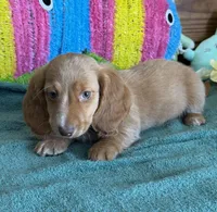 Bentley, a male Miniature Dachshund for sale in Gaffney, SC – 2 of 3