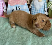 Bentley, a male Miniature Dachshund for sale in Gaffney, SC – Photo 4 of 4