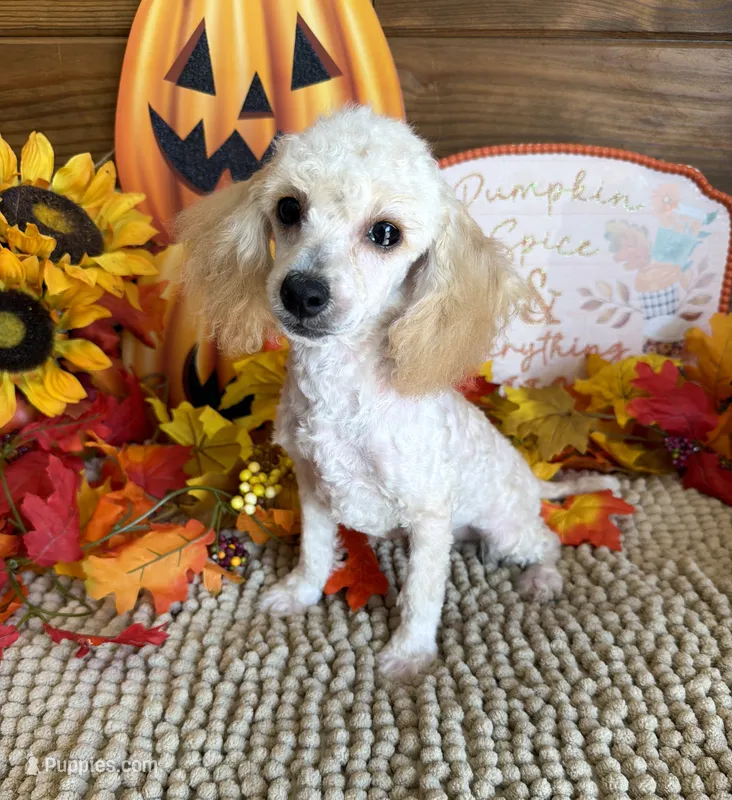 Adam – Poodle - Toy  puppy for sale in Gaffney, SC