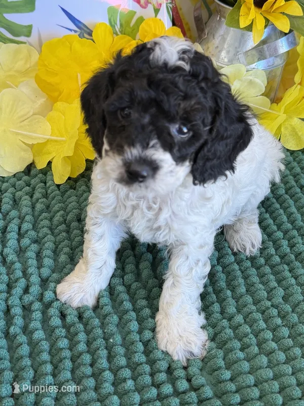 Moses – Cockapoo puppy for sale in Gaffney, SC