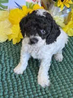 Moses, a male Cockapoo for sale in Gaffney, SC – 1 of 4