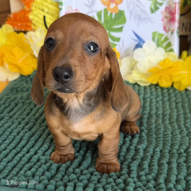 Reba 1 – Miniature Dachshund puppy for sale in Gaffney, SC