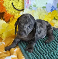 Speckles Wire Boy 1, a male Miniature Dachshund for sale in Gaffney, SC – 4 of 4