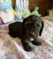 Silky, a female Dachshund for sale in Gaffney, SC – 2 of 3