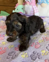 Silky, a female Dachshund for sale in Gaffney, SC – 3 of 3