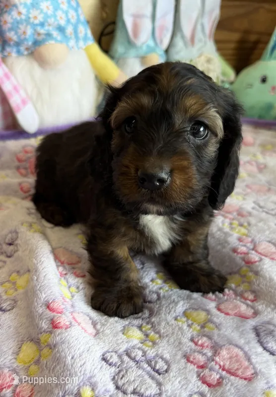 Silky – Dachshund puppy for sale in Gaffney, SC