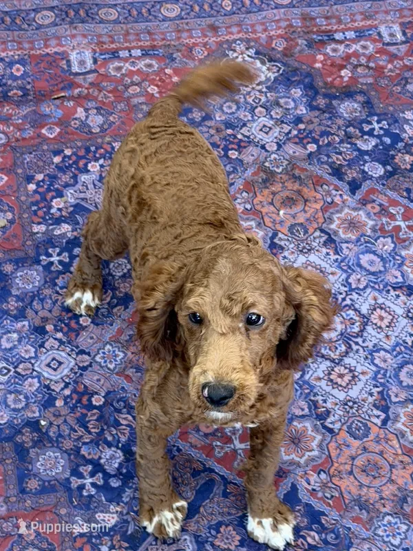 Dolly – Miniature Labradoodle puppy for sale in Gaffney, SC