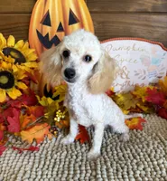 Adam, a male Poodle - Toy  for sale in Gaffney, SC – 2 of 3