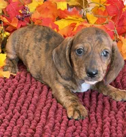 Tiger, a male Miniature Dachshund for sale in Gaffney, SC – 2 of 3
