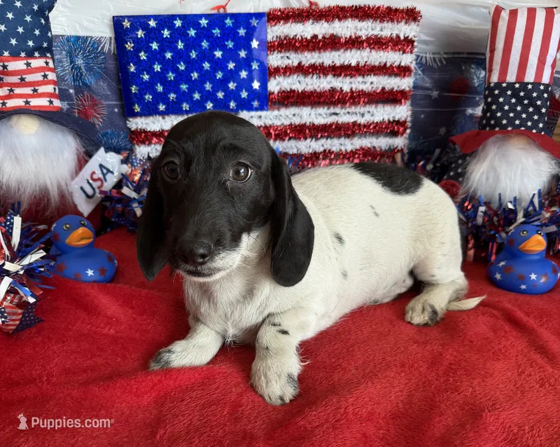 Spots – Dachshund puppy for sale in Gaffney, SC