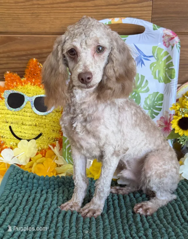 Boo Bear – Cockapoo puppy for sale in Gaffney, SC