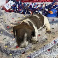 Tonka, a male Miniature Dachshund for sale in Gaffney, SC – 2 of 2