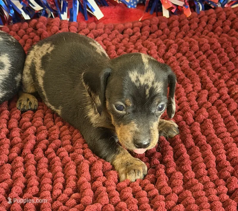 Speckles Wire Girl – Miniature Dachshund puppy for sale in Gaffney, SC