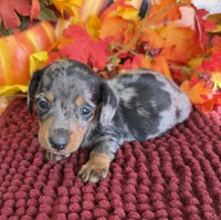Pluto, a male Miniature Dachshund for sale in Gaffney, SC – 3 of 3
