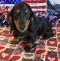 Gabe, a male Miniature Dachshund for sale in Gaffney, SC – 2 of 3