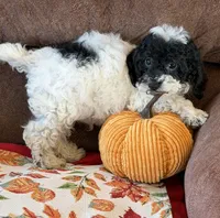 Moses, a male Cockapoo for sale in Gaffney, SC – 5 of 8